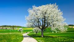 万物皆有灵：植物知道人的思想(图)