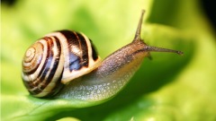 吃活蛞蝓癱瘓一生生吃蝸牛多人喪命(組圖)