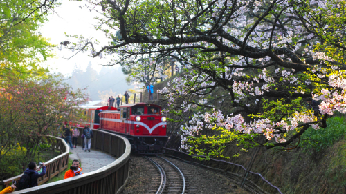 阿里山森铁小火车红色的车身，在春天的阿里山群樱盛放下格外光彩夺目