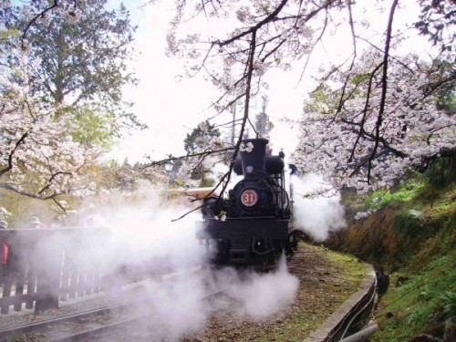 阿里山櫻花樹下的蒸汽火車頭。