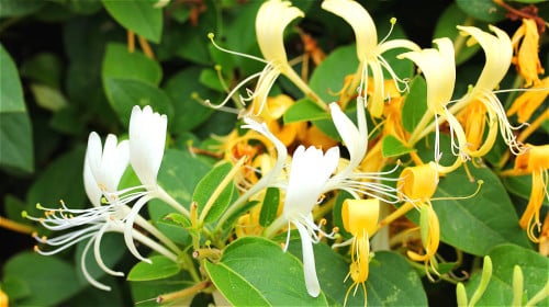 金银花是常见的清热药，很多风热感冒药都有金银花的成分。