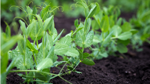 豌豆苗營養豐富，供食部位是嫩梢和嫩葉。