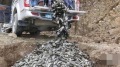 雲南香格里拉納帕海現大量死魚(圖)