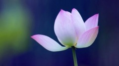 怨緣怎樣善解心生善念才能自救(圖)