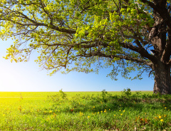 富贵带到来世的方法(图)