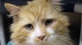 猫咪长途跋涉回家换来却是安乐死的决定(图)
