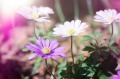 【古風古卷】曾國藩《五箴》(圖)