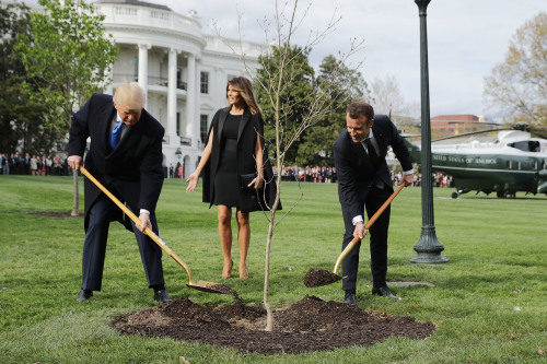 白宫美法友谊树神秘消失？真相是……