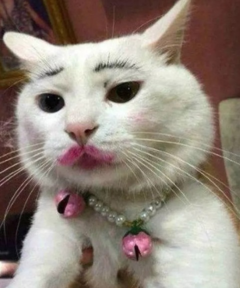 中国留学生给猫化了妆，并拍照上传网上