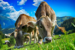 因果報應：發惡誓果真轉生為牛(圖)