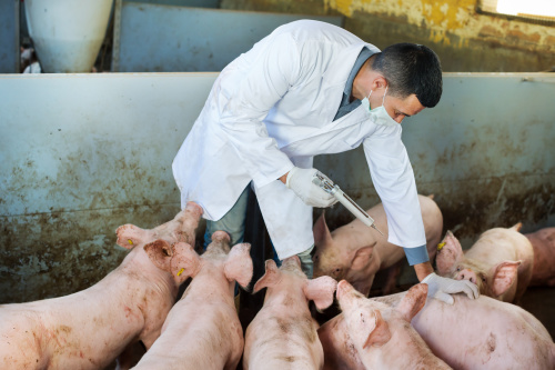 除了人用抗生素以外，在家禽家畜饲养过程中的兽用抗生素滥用，又是另一个大问题。