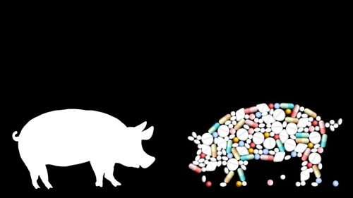 大量滥用的兽用抗生素，可以说是细菌变成耐药菌的一大推手。