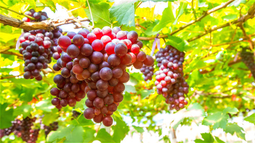 葡萄營養豐富，是一種可以幫助抗衰老的水果。