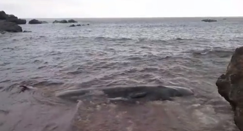 惨烈一鲸鱼尸体中发现近30公斤的塑料