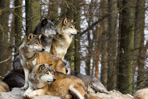 狼群養大的「狼人」對人性的醜陋相當失望