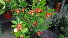 擁有一棵讓你「生財」的植物很重要喔(組圖)
