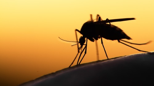 無處不在又煩人的蚊子，才是世界上危害最大的動物。