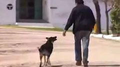 主人离世忠犬一夜消失11年后真相大白感动所有人(组图)