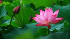 人生感悟：聰明反被聰明誤(圖)