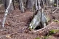 森林在“呼吸”地面诡异上下起伏(视频)
