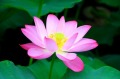 【古風古卷】禍與福同門利與害為鄰(圖)