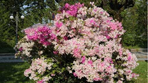 盛開的杜鵑花。（圖片來源：Adobe stock）