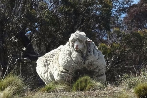 這隻羊剪完毛後誇張到打破世界記錄