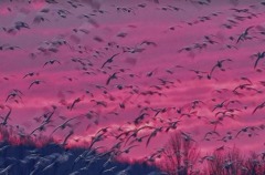 【天雪】金凤来仪诗咏唐王李世民(组图)