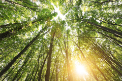 纪晓岚阅微草堂笔记：无赖吕四雷电击人(图)