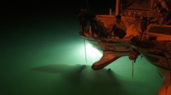 千斤鬼蝠魟被捕獲驚動台灣府會連夜野放(視頻)