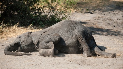 大象寶寶摔倒在地上爬不起來。