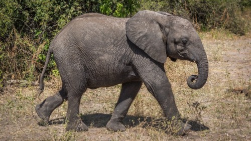 象寶寶終於設法自己站了起來，快馬加鞭地追趕爸媽去了。