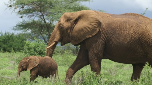 肯尼亞國家公園裡的非洲大象。