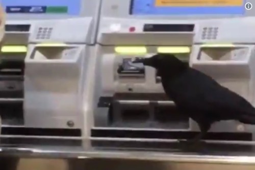 怪事！日本乌鸦抢信用卡买火车票
