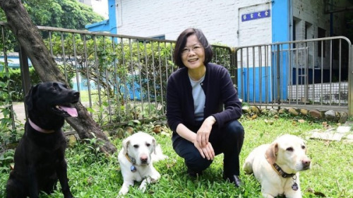 蔡英文领养的退役导盲犬Bunny、Bella和Maru。