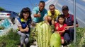 巨無霸104台斤西瓜採收出動4壯漢(視頻)