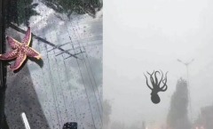 青岛天降“海鲜”太新奇外媒关注报导(组图)