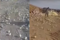 可爱小鸡竟在这地方四处乱窜