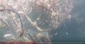 墨西哥湾深海大惊奇发现“水下丛林”(视频)