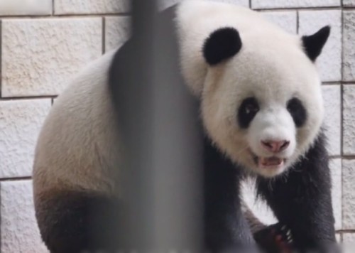 大熊猫疑遭虐待，鼻头全白