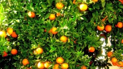 美國農民表態北京痛失最大賭注菜籃子怎麼辦(圖)