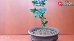 太奇妙了玫瑰插在馬鈴薯上竟然長成了這樣(視頻)