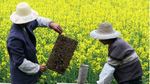 中國蜂蜜玩殘WTO川普鐵了心加稅