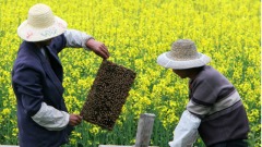 中國蜂蜜玩殘WTO川普鐵了心加稅(圖)