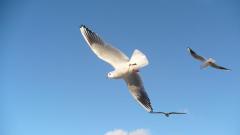 张婆婆与海鸥之缘(图)