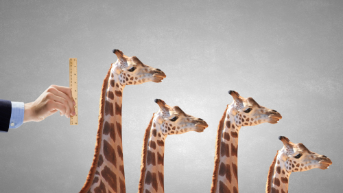 长颈鹿的斑纹有“亲子装”？生物学家花50年解谜