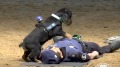 一隻西班牙警犬用CPR救人網上紅火了(圖)