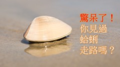 大开眼界你见过蛤蜊“走路”吗(视频)