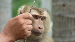 科學家發現動物也會算術(圖)