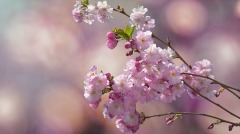 韜光養晦是智慧煩惱皆因強出頭(图)